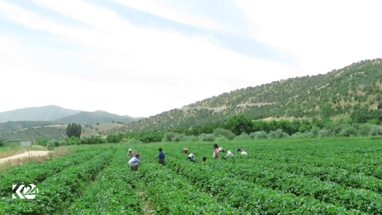 Ji sedî 62 a şilîka Îranê li Sine tê berhemanîn