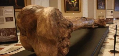 گەورەترین ئێسكە پەیكەری ڕاستەقینە