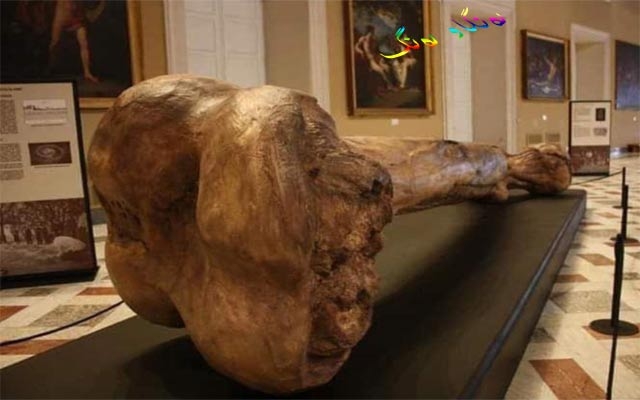 گەورەترین ئێسكە پەیكەری ڕاستەقینە