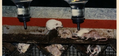 گەردوون ٢٥ چیە؟