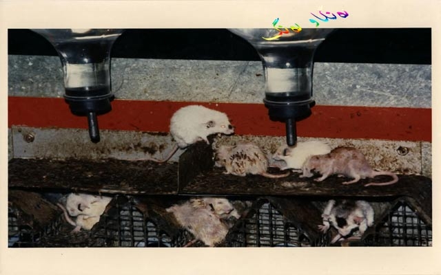 گەردوون ٢٥ چیە؟