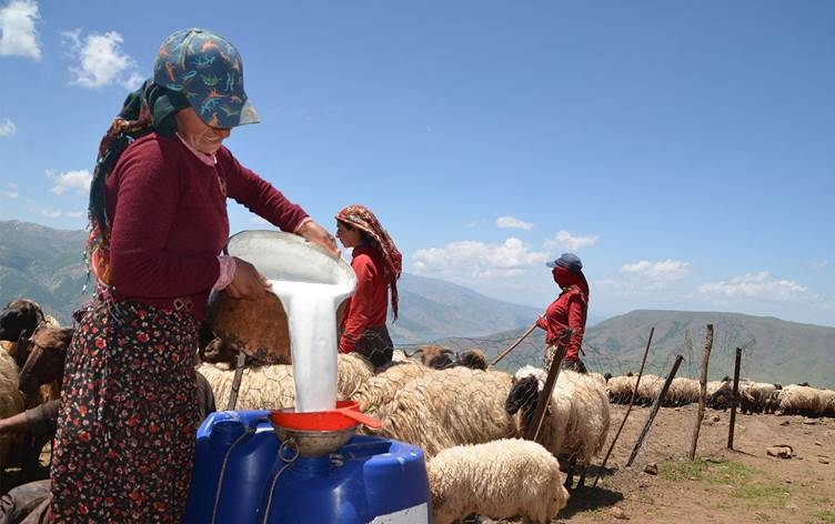 Li zozanên Mûşê jin û mêr bi hev re diçin bêriyê