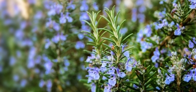 تناول بعض الأعشاب يمنع قرص البعوض