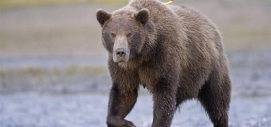 ورچی نمایشكار