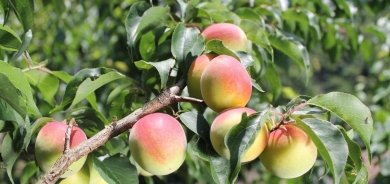 عصير «البرقوق الياباني» مفيد للقلب والأوعية الدموية