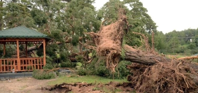 Li Qersê ji ber bahozê dar ji kokê derketin