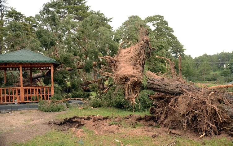 Li Qersê ji ber bahozê dar ji kokê derketin