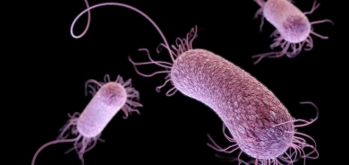 باحثون: اختلافات بكتيريا الأمعاء أولى علامات ألزهايمر