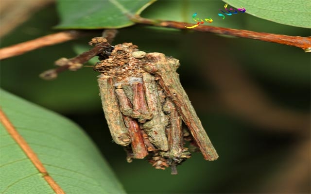 كرمی كیسەیی (Psychidae)