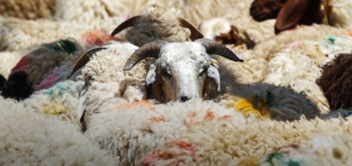 صحة كوردستان تصدر تعليمات خاصة بذبح الأضاحي