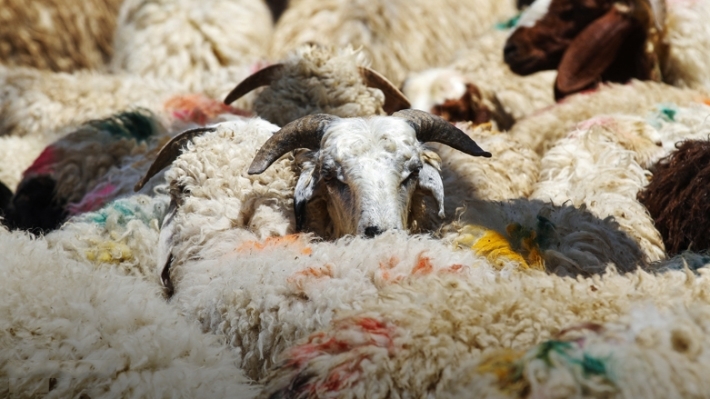 صحة كوردستان تصدر تعليمات خاصة بذبح الأضاحي