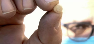 BBC Investigation Exposes Links Between Syrian Regime and Multi-Billion Dollar Captagon Drug Trade