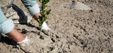 Iraq plants mangrove forest to fight climate disaster