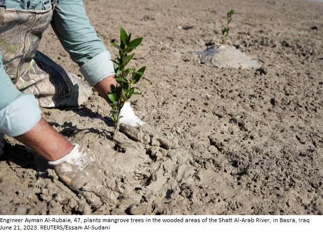 Iraq plants mangrove forest to fight climate disaster