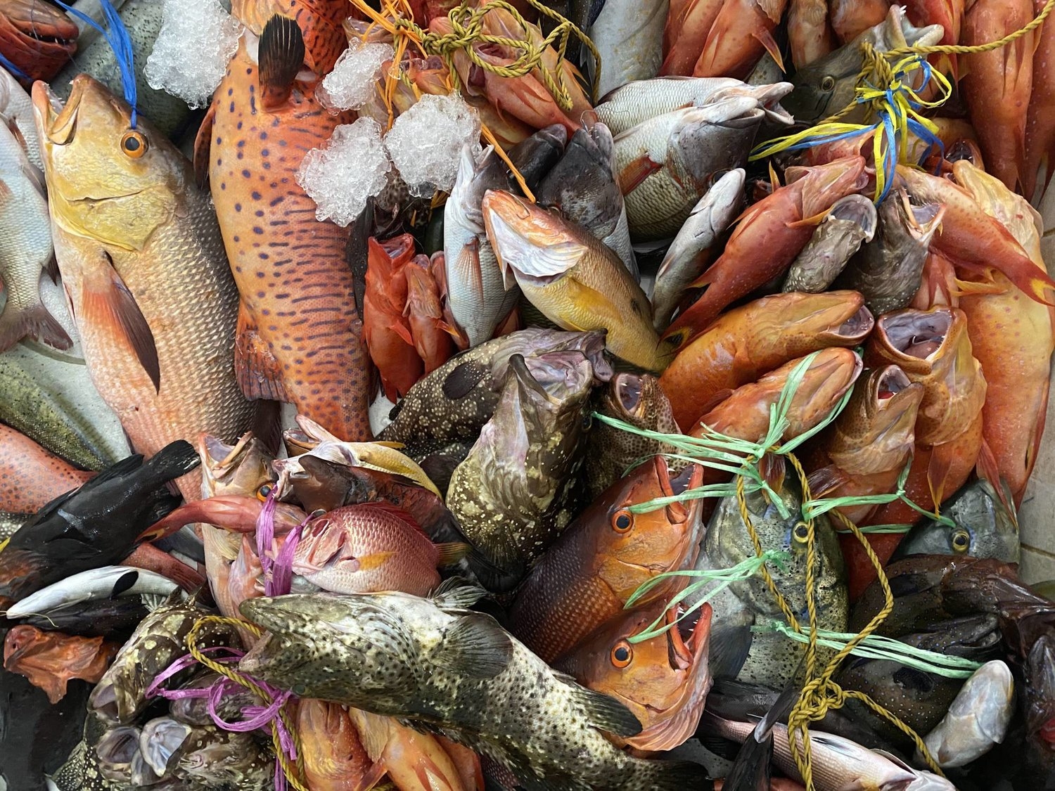 نظم الذكاء الاصطناعي للحفاظ على أسماك البحر الأحمر