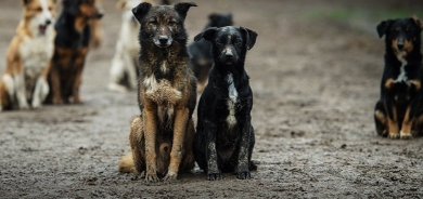 محافظ أربيل: جمع الكلاب السائبة من المدينة سيبدأ الأسبوع المقبل