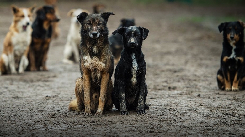 محافظ أربيل: جمع الكلاب السائبة من المدينة سيبدأ الأسبوع المقبل