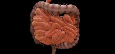 «تجويع البكتيريا» يحمي الأمعاء من أمراض خطيرة