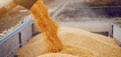 تجارة كوردستان تستلم 421 ألف طن قمح من المزارعين