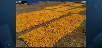 Li Meletiyê berhevkirina mişmişan dest pê kir