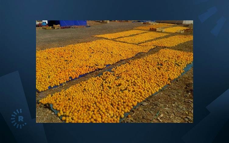 Li Meletiyê berhevkirina mişmişan dest pê kir