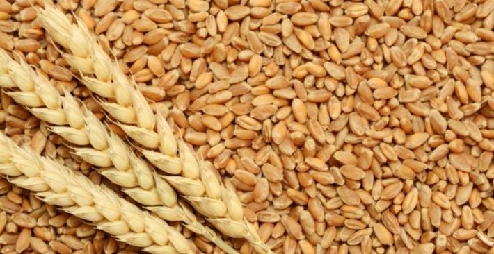 Herêma Kurdistanê- Heta niha 421 hezar ton genim ji aliye siloyan hatiye wergirtin