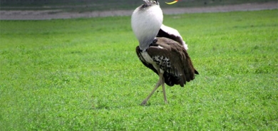 سەرنجڕاكێشترین بــاڵندەكانی جیهان