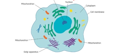 پێكهاتەی جەستە