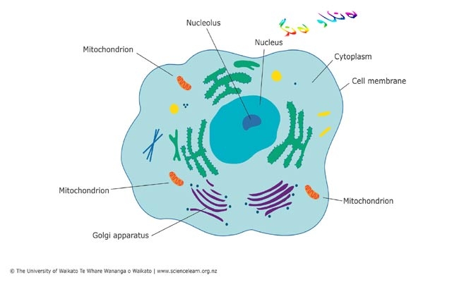 پێكهاتەی جەستە