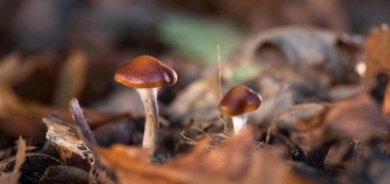 «الفطر السحري» يتصدى للاكتئاب لدى المصابات بالسرطان