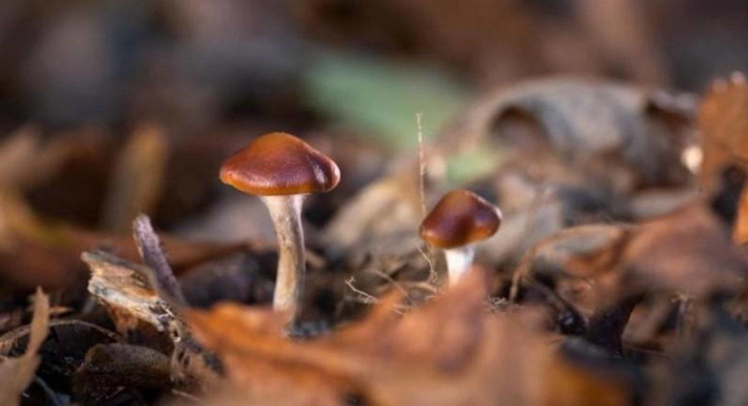 «الفطر السحري» يتصدى للاكتئاب لدى المصابات بالسرطان