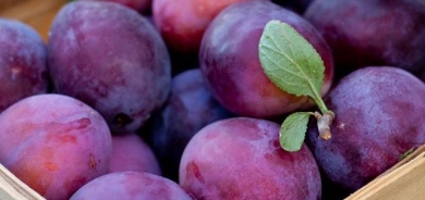 بينها مكافحة الأمراض وتقوية المناعة... فوائد مذهلة للبرقوق