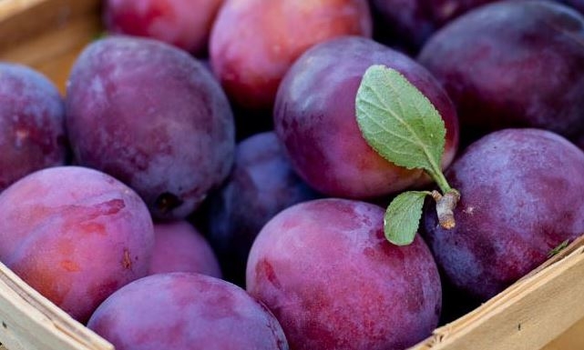 بينها مكافحة الأمراض وتقوية المناعة... فوائد مذهلة للبرقوق