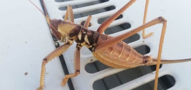 Li Êlihê kûliyên goştxwir hatin dîtin