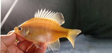 ماسیی زێڕین  لە مێژوودا