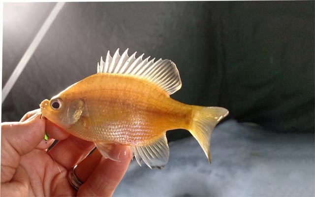 ماسیی زێڕین  لە مێژوودا