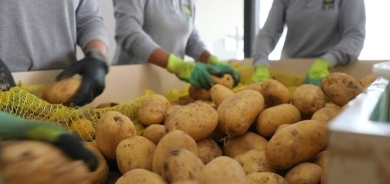 بەردەرەش: بطاقة 100 ألف طن سنوياً.. أول مصنع لإنتاج أصابع البطاطا في كوردستان والعراق