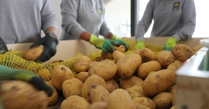 بەردەرەش: بطاقة 100 ألف طن سنوياً.. أول مصنع لإنتاج أصابع البطاطا في كوردستان والعراق