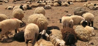 Li Dêre Zorê çekdarên DAIŞê du şivan revandin û 400 serî pez dizîn