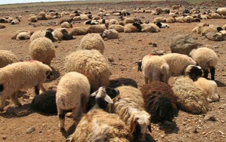 Li Dêre Zorê çekdarên DAIŞê du şivan revandin û 400 serî pez dizîn