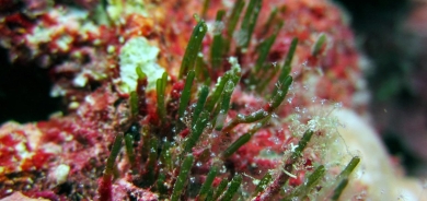 كيف يمكننا استعادة الشعاب المرجانية وإدارتها بكفاءة؟