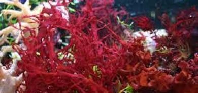 مضادات أكسدة طبيعية مستخلصة من الطحالب الحمراء لعلاج أمراض القلب