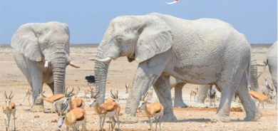 فیلی سپی و بۆر