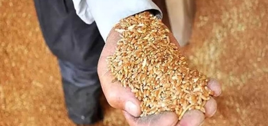 Li Kobaniyê 133 hezar ton genim ji cotkaran hatiye kirîn