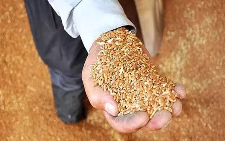 Li Kobaniyê 133 hezar ton genim ji cotkaran hatiye kirîn