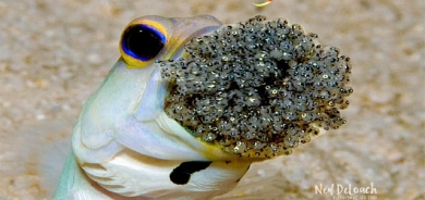 ماسیی جۆری jaw fish