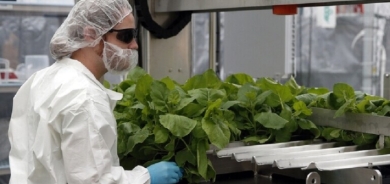 اكتشاف علاج طبيعي للشيخوخة والسرطان