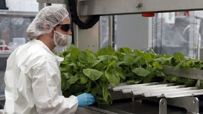 اكتشاف علاج طبيعي للشيخوخة والسرطان