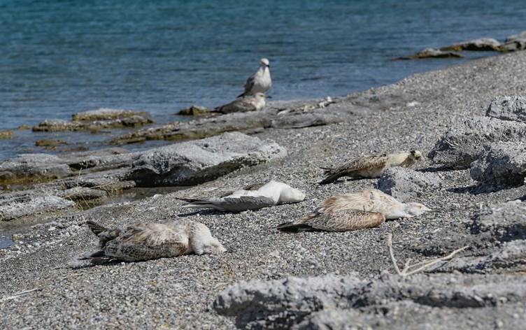 Li Gola Wanê qaqlîbaz ji nêza dimirin