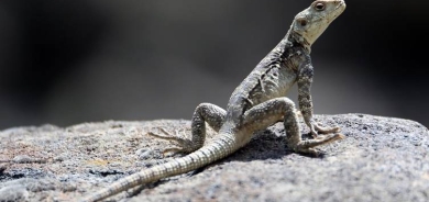 Li Îdirê amadekarî ji bo xwedîkirina ajelên xişok tê kirin